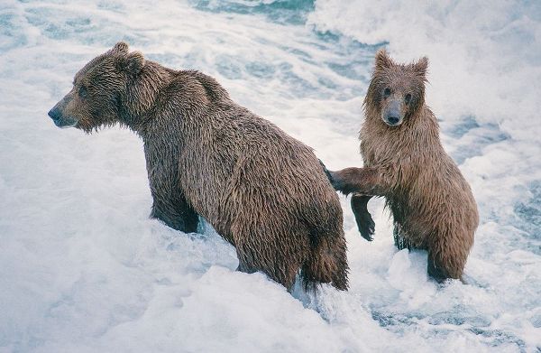 Mother and Cub-Alaskan Brown Bear in creek at McNeil River State Game Reserve-Alaska